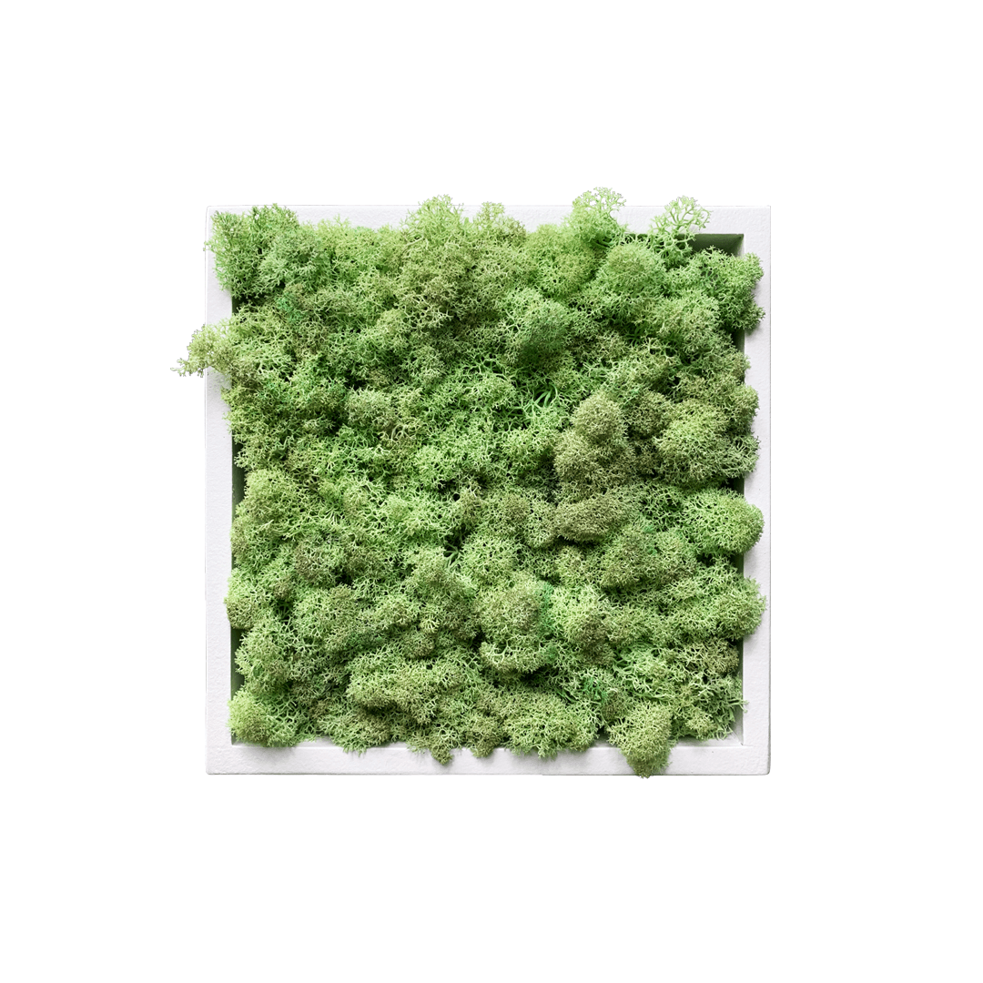 Midori - JUTO